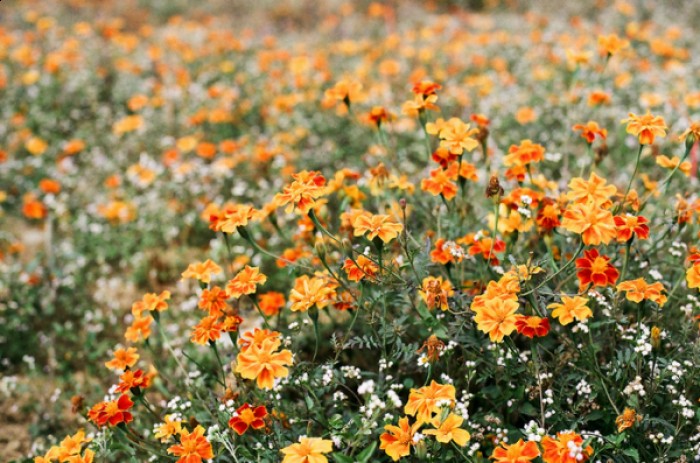 Sắc tươi của hoa cúc cam làm tăng thêm sức sống cho vùng cao nguyên đá