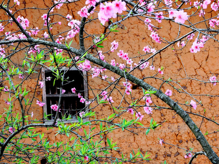 Hoa đào ngọt ngào khoe sắc, báo hiệu mùa xuân về