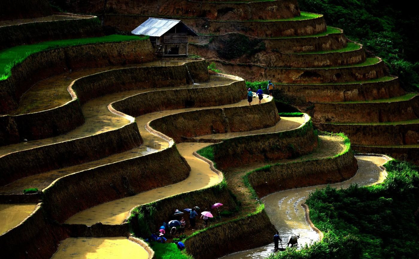 Ruộng bậc thang Hoàng Su Phì Hà Giang