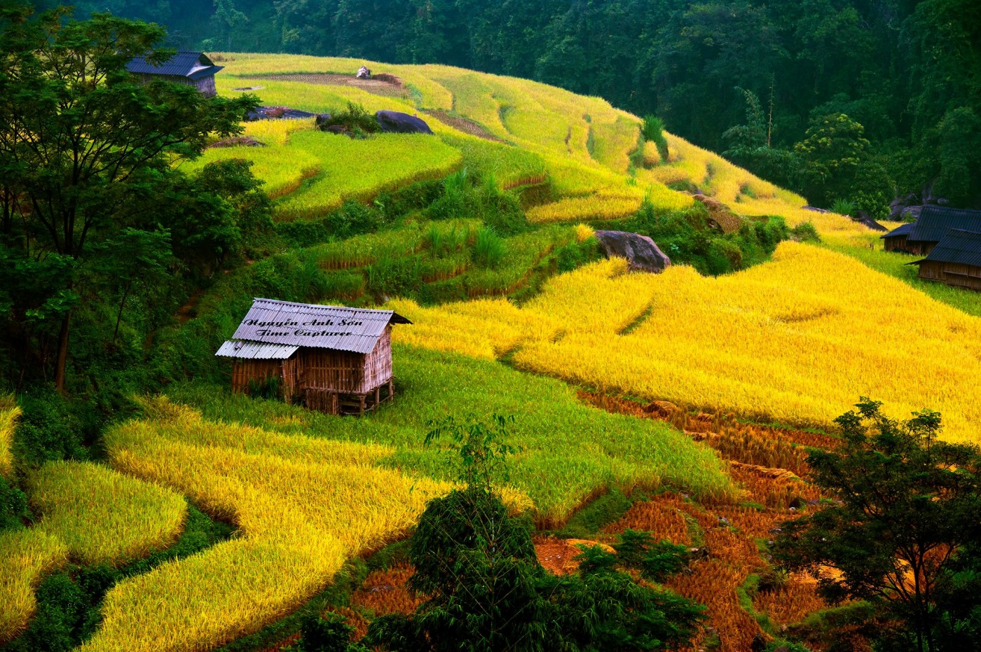 ruộng bậc thang Hoàng Su Phì Hà Giang