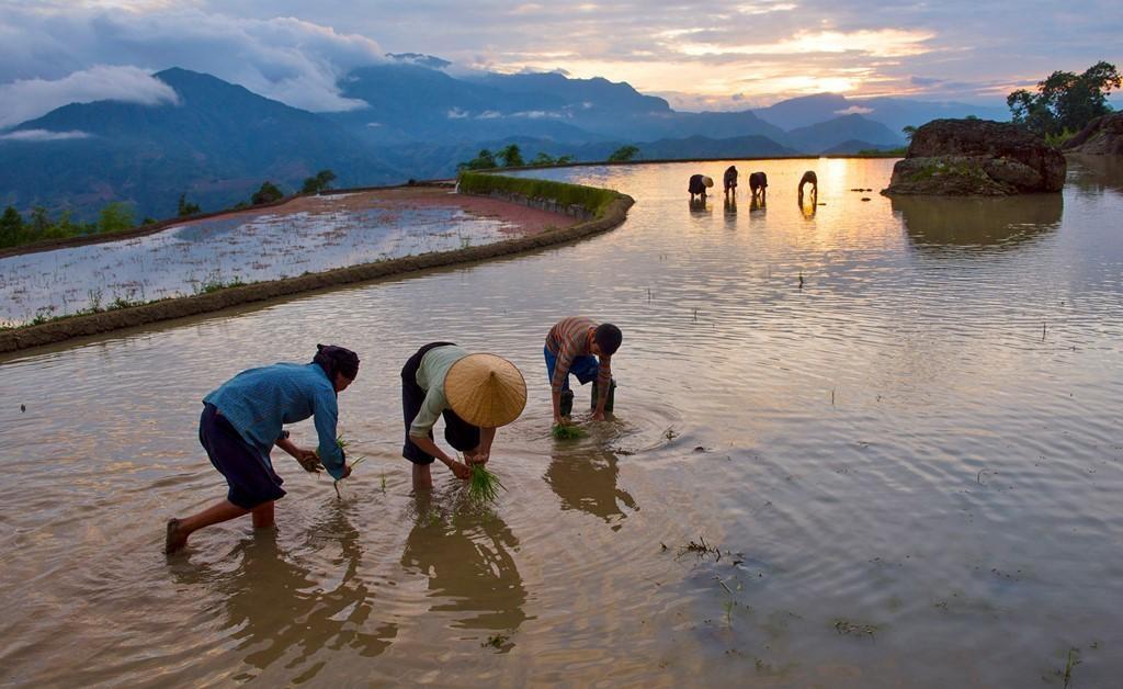 ruộng bậc thang Hoàng Su Phì Hà Giang