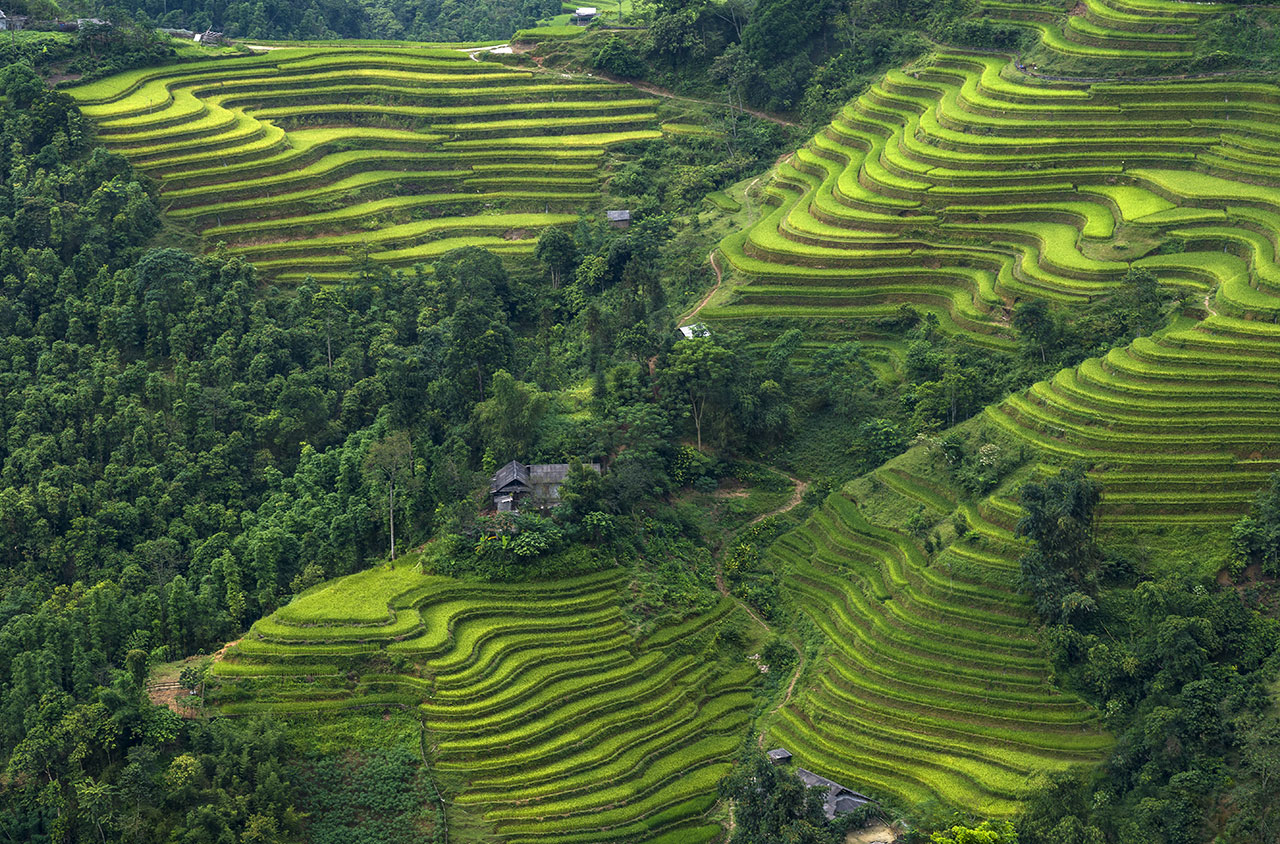 ruộng bậc thang Hoàng Su Phì Hà Giang