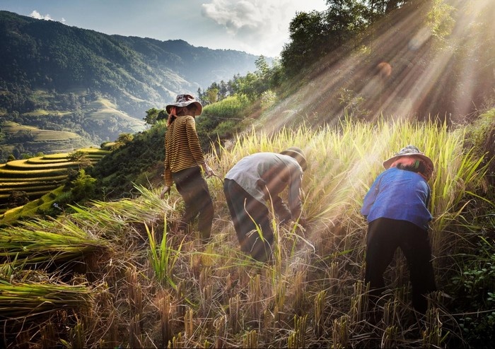 ruộng bậc thang Hoàng Su Phì Hà Giang