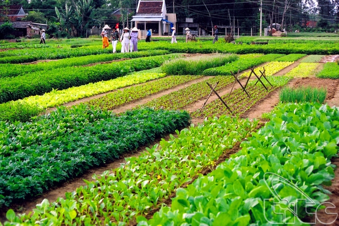 Làng rau Trà Quế Hội An