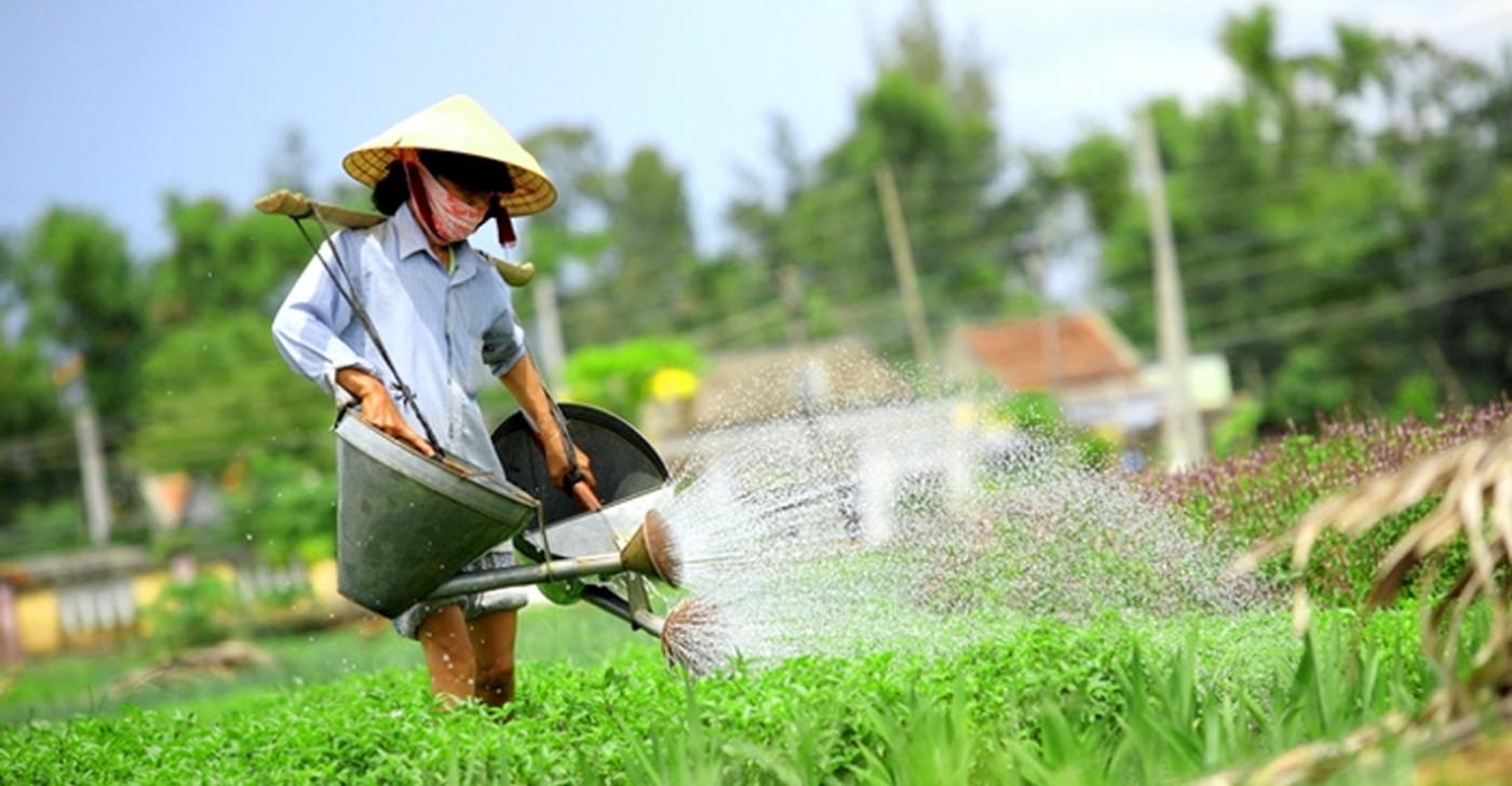 Làng rau Trà Quế Hội An