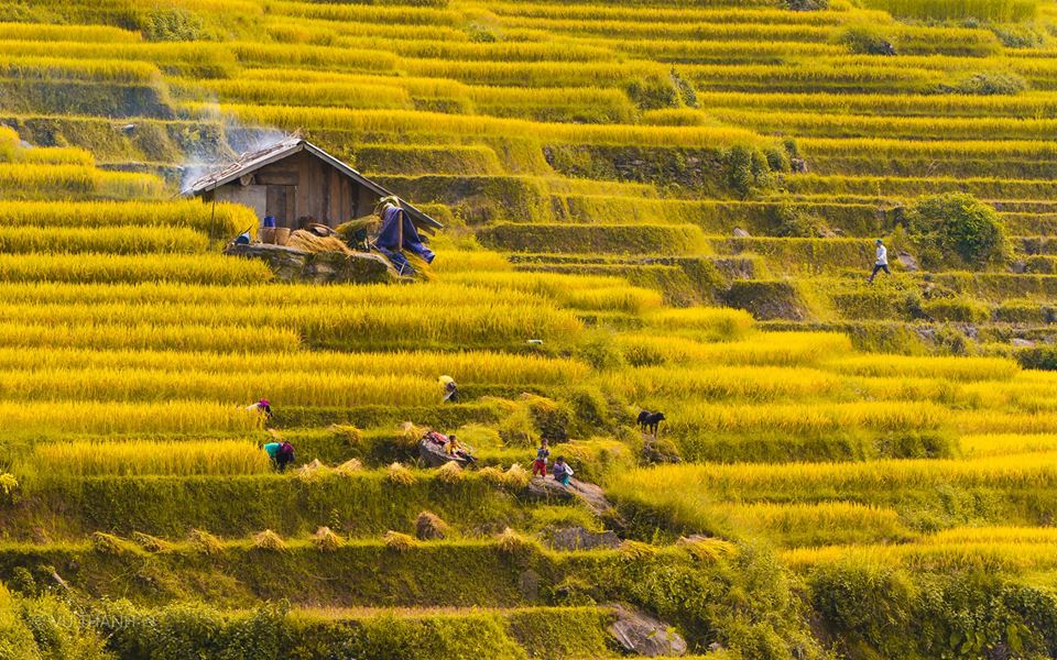 Mùa vàng ấm no ở Hà Giang