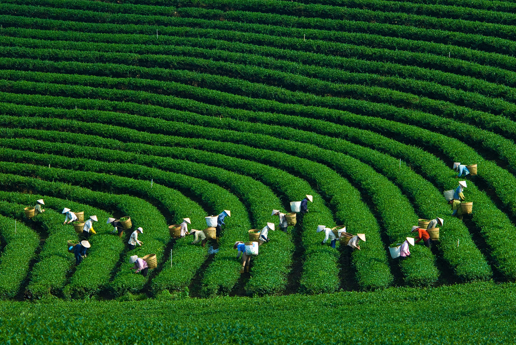 Những luống chè cứ trùng trùng, lớp lớp nối tiếp với nhau