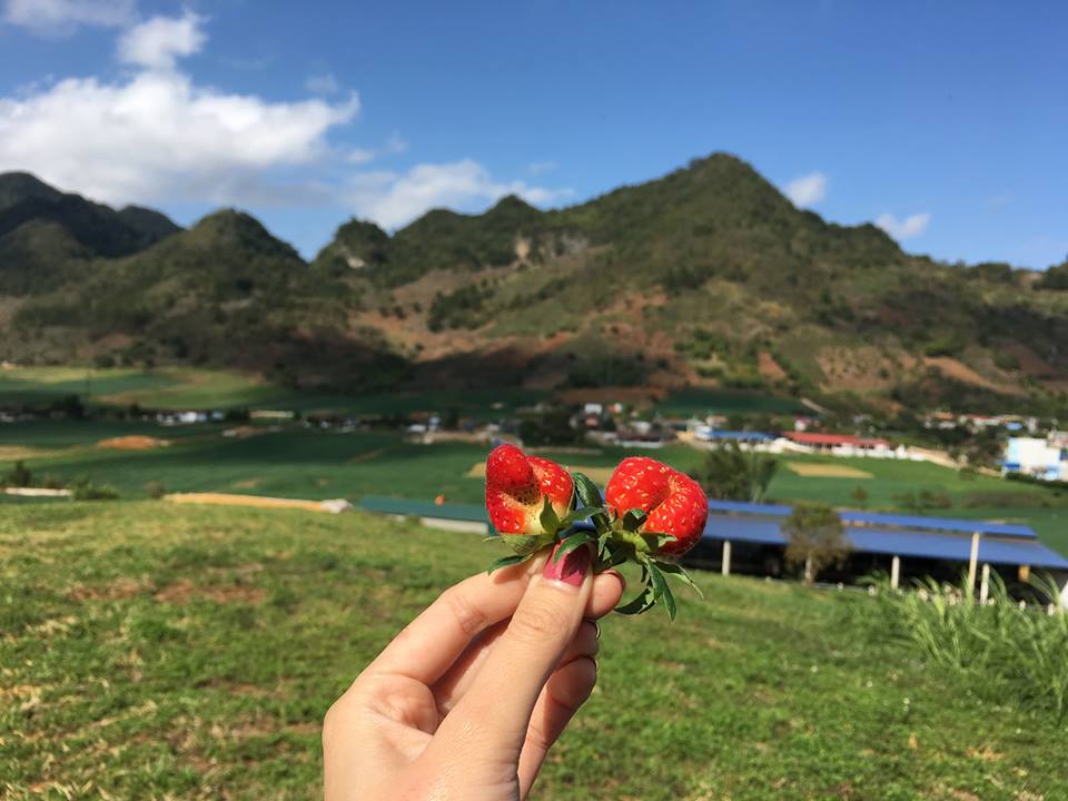 Mộc Châu mùa dâu tay chín đỏ