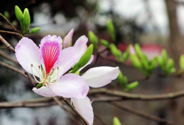 Hoa ban Mộc Châu tháng 3