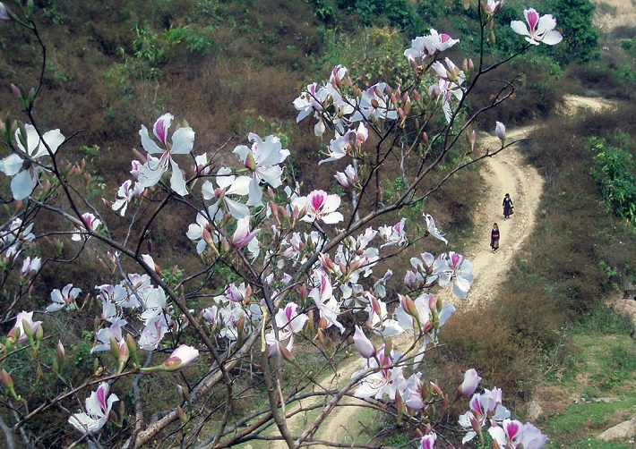 Hoa ban Mộc Châu tháng 3