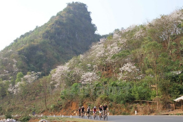 Hoa ban Mộc Châu tháng 3