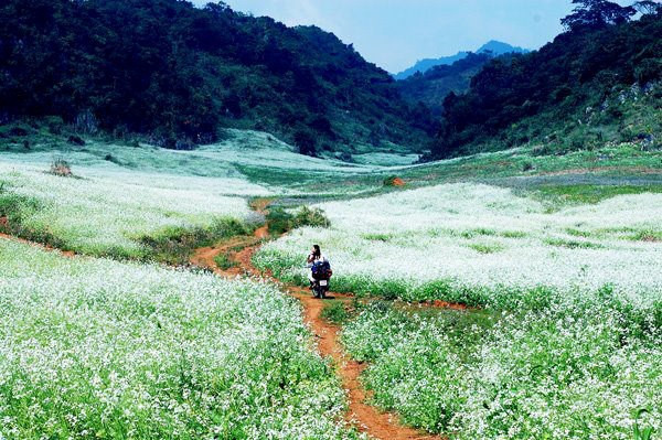 Hoa ban Mộc Châu tháng 3