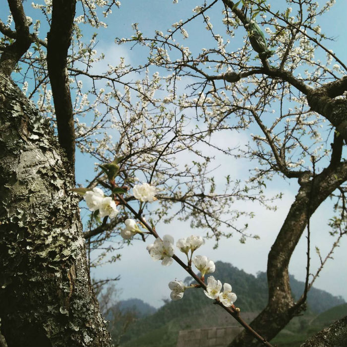 Những cây mận cổ ở Mộc Châu có tuổi thọ hàng trăm năm ra hoa