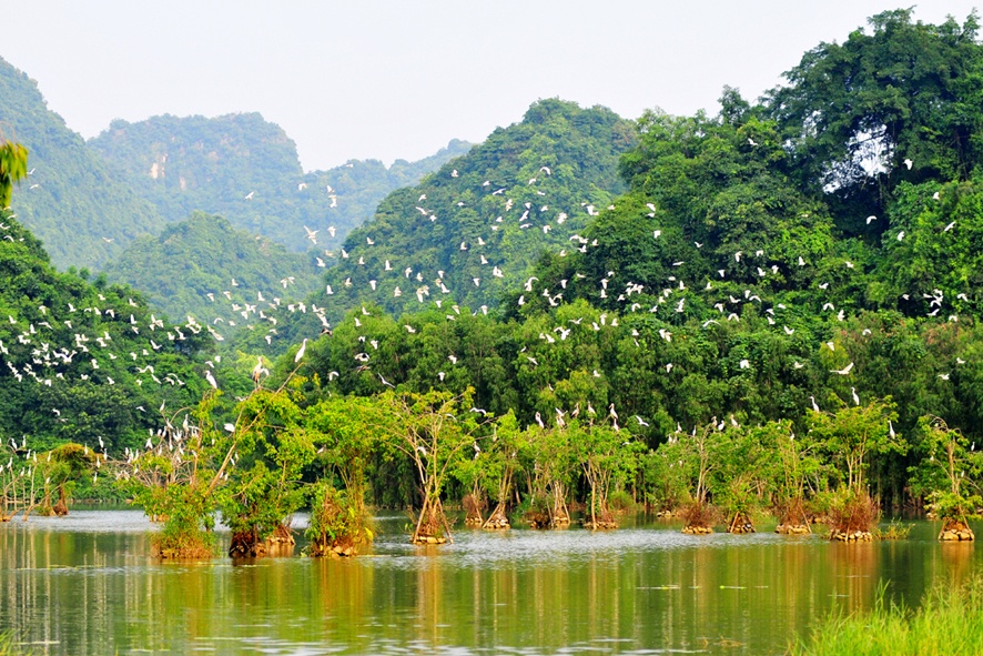 vườn chim thung nham