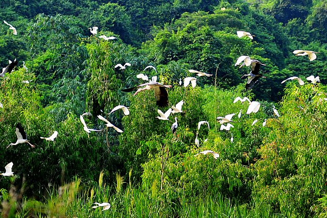 Ninh Bình, đất lành chim đậu