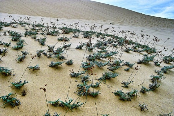 Sức sống mãnh liệt của loài cây cỏ dại ở cồn cát Quang Phú