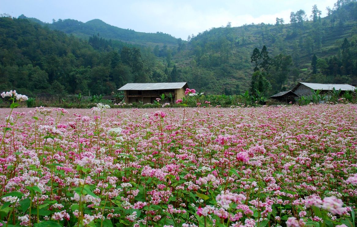 Kinh nghiệm du lịch Hà Giang bằng ô tô để ngắm cánh đồng hoa tam giác mạch ở Đồng Văn