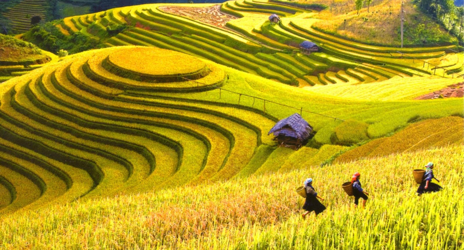 Kinh nghiệm du lịch Hà Giang bằng ô tô - Hoàng Sa Phì rực rỡ màu vàng óng của lúa chín