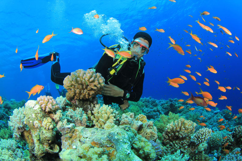 lặn biển khám phá san hô