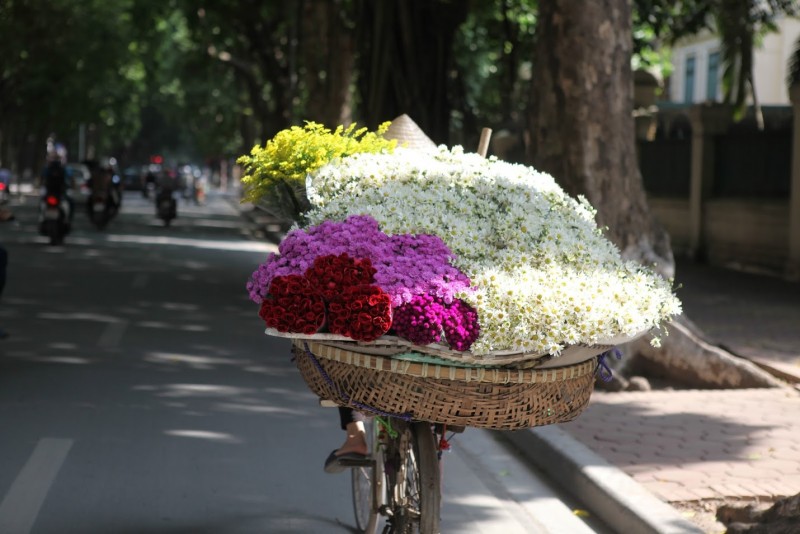 Chiều đông Hà Nội, cúc họa mi xuống phố