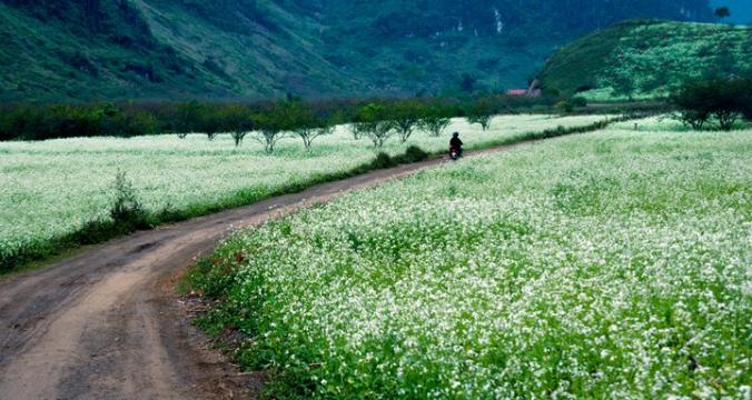 Bản Áng Mộc Châu tinh khôi khi hoa cải bung nở