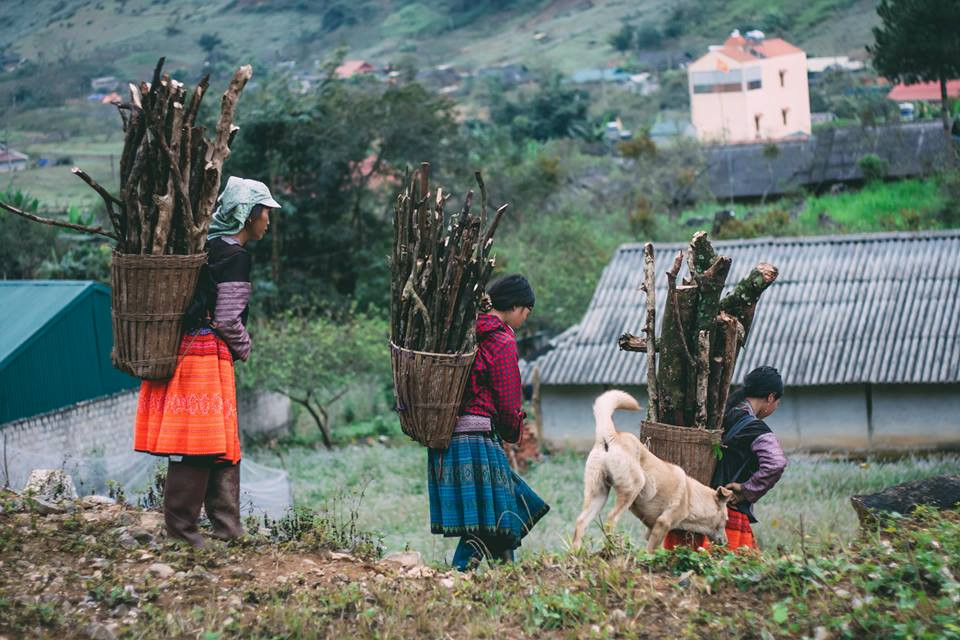 Cao nguyên Mộc Châu mùa cải trắng gắn liền với cuộc sống bình dị người dân