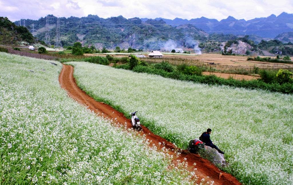 Bản Thung Cuông, nơi những cánh đồng cải trắng bạt ngàn