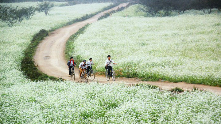 Những cánh đồng hoa cải trắng trải dài bạt ngàn