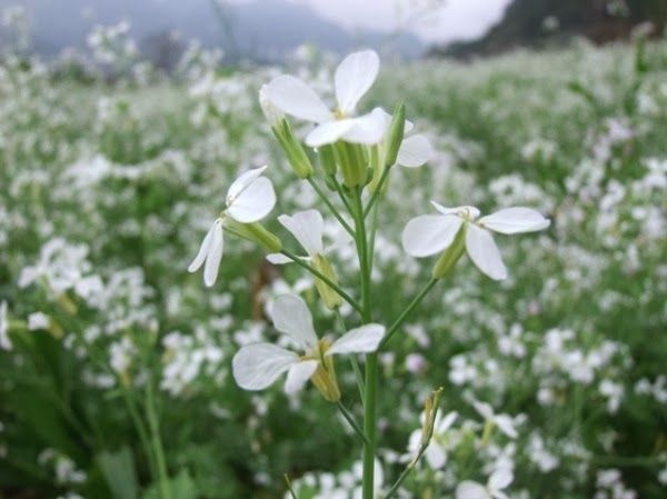 Những bông hoa cải trắng nhỏ tí xíu, cánh mỏng manh đung đưa trong gió nhẹ