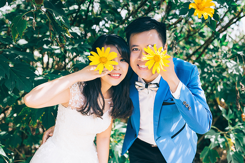 Mộc Châu mùa hoa dã quỳ là địa điểm chụp ảnh cưới của nhiều cặp đôi