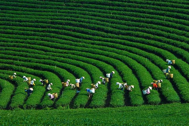 Những ngọn đồi chè xanh bát ngát, trải dài