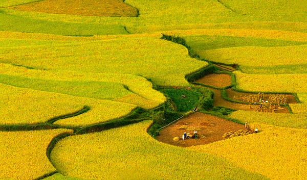 Mộc Châu cũng rất nổi tiếng với những cánh đồng lúa chín vàng