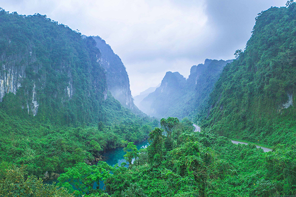 phong nha