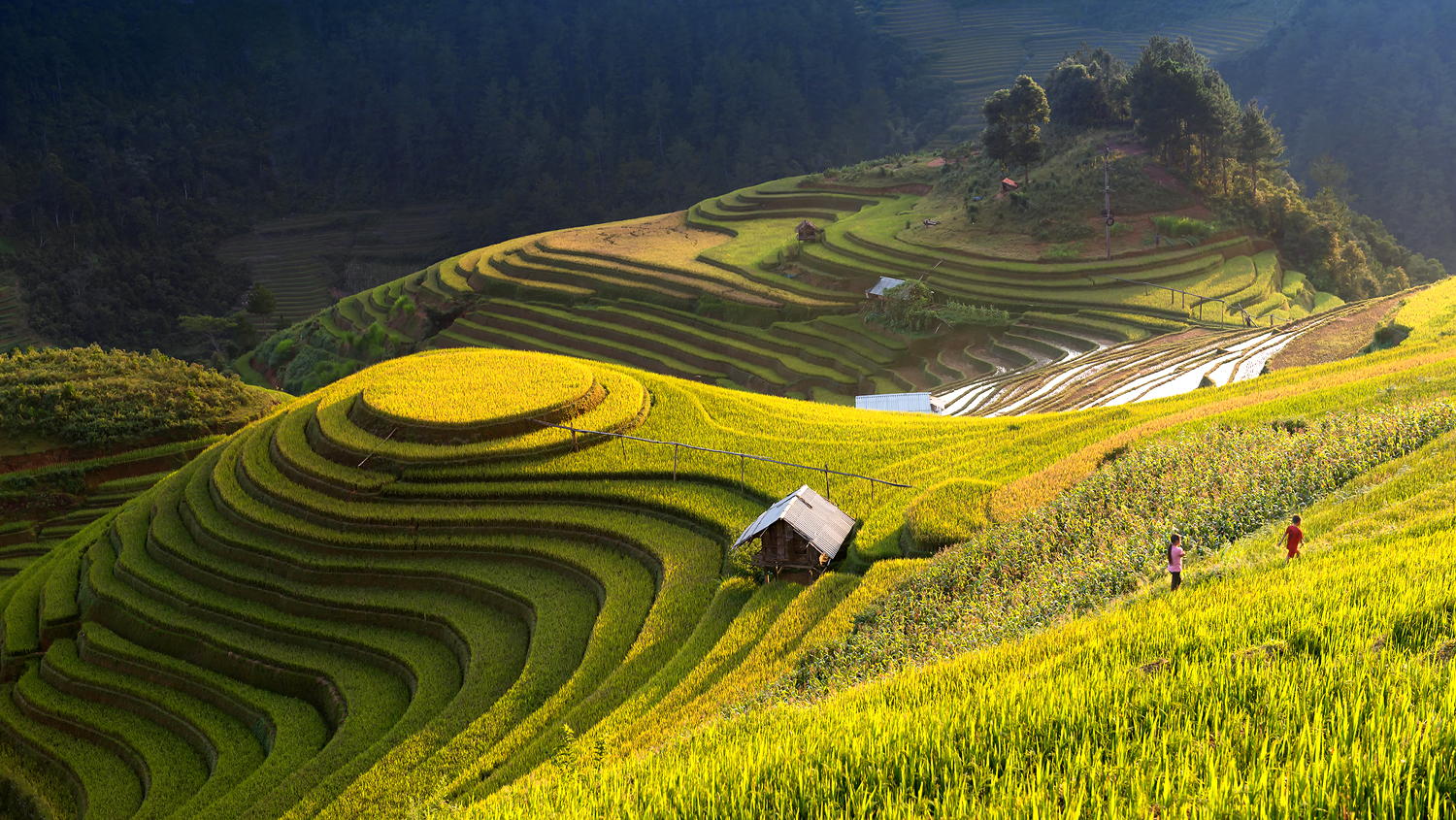 Tháng 9 nên đi du lịch ở đâu miền Bắc – Cánh đồng lúa chín cuộn cuộn tỏa hương thơm khắp núi đồi.