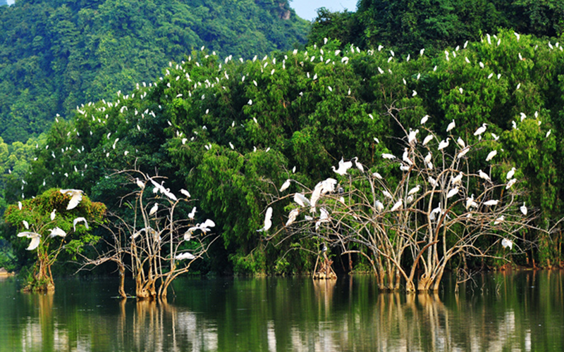 Khu du lịch vườn chim Thung Nham Ninh bình có nhiều loài chim quý hiểm