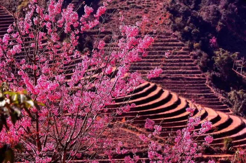 Mù Cang Chải ở đâu? Khám phá mùa đẹp nhất và những điểm đến nổi bật