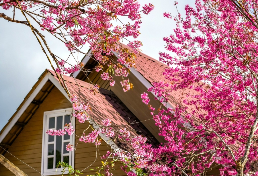 Tour Tết Âm Lịch Măng Đen 3 ngày 2 đêm khởi hành từ Đà Nẵng - Siêu KM 35% chỉ 3.490K